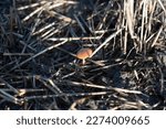 Small photo of Grisette Mushroom in a field of stubble. Natures Recyclers.