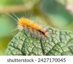 Small photo of Caterpillars are the larval stage of members of the order Lepidoptera. Like most common names, the use of this term is actually inconsistent, because sawfly larvae are also often referred to as caterp