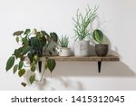 Collection of beautiful tropical plants on wooden shelf