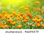 Marigold flowers in the meadow in the sunlight