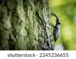 Small photo of Dominant stag beetle, lucanus cervus, holding the defeated one turned upside down in mandibles during a fight on a branch in summer. Insect males battling in green nature. A rare and endangered beetle