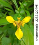 Small photo of Trimezia flowers or commonly known as yellow irises are perfect for beautifying gardens because they are easy to care for and suitable for planting anywhere, especially to beautify the home page.