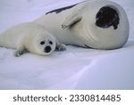 Small photo of Harp seals are about 5 feet long, weigh about 260 to 300 pounds, and have a robust body with a small, flat head. They have a narrow snout and eight pairs of teeth in both the upper and lower jaws.