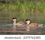 Small photo of The female red crested pochard is a large diving duck .the scientific name is derived from Greek Netta 'duck' and Latin rufina 'golden-red'