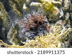 Leafy filefish  chaetodermis...
