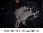 Small photo of Mice stuck in glue (Tikus kena perangkap lem). Mice are caught in a trap set by the owner of the house, because they are disturbing.