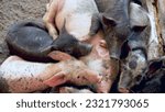 Small photo of Swine Piglets (Anak babi, Sus scrofa domesticus). piglets raised in dry land areas are mostly thin, due to unfavorable weather and climate.