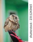 Small photo of a baby owl that fell from a big tree so it had to be rescued until it could fly so it could be released into its habitat so it could live in the wild and breed in nature