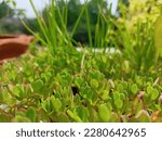Small photo of Portulaca oleracea (common purslane, also known as little hogweed, or pursley)[1] is an annual (actually tropical perennial in USDA growing zones 10–11) succulent in the family Portulacaceae.