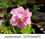 Small photo of Hibiscus mutabilis, also known as the Confederate rose, Dixie rosemallow, cotton rose or cotton rosemallow, is a plant long cultivated for its showy flowers.
