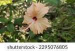 Small photo of A close-up Eloquent Beautiful Hibiscus Flower