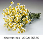 Small photo of A bunch of chamomile flowers photographed on a limbo background.