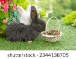 Small photo of Healthy infants rabbits bunny hungry eating dry alfalfa field in basket sitting together on green grass flower on spring background.Two baby rabbits black white bunny feeding alfalfa grass spring time