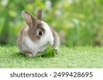 Adorable baby rabbit bunny eating vegetable sitting on green grass spring time over bokeh nature background. Cuddly furry white brown rabbit eat fresh vegetable at outdoor. Easter animal concept.