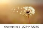A dandelion with seeds flying...
