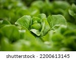 Small photo of Salad farm vegetable green oak lettuce. Close up fresh organic hydroponic vegetable plantation produce green salad hydroponic cultivate farm. Green oak lettuce salad in green Organic plantation Farm