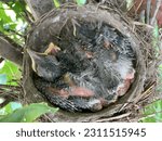 American Robin Nest life cycle