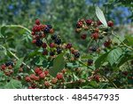 Hang Ripe Blackberries