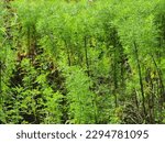 Small photo of Artemisia abrotanum, Macro Southernwood houseplants
