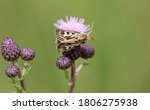 Antler moth on a blossom