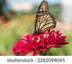 Close-up of monarch butterfly (Danaus plexippus ) sipping nectar from red zinnia
