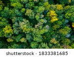 aerial top down view of a green forest, drone view, natural green background