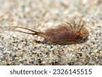 Small photo of Triops cancriformis (tadpole shrimp), a species of Notostraca found in Europe to the Middle East and India.