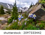 Colorado Blue Columbine - A bunch of wild Colorado Blue Columbine blooming at side of Isabelle Glacier Trail in Indian Peaks Wilderness, Colorado, USA.