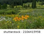 Flowering Mountain Valley   A...
