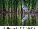 Great Blue Heron.  This...