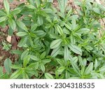 Small photo of Flame flower or Jewels of Opar is scientifically known as Talinum paniculatum Gaertn. In Indonesia, it is called by Som Jawa or Javanese Gingseng. It is considered as herb of cancer inhibitor.