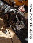 Small photo of Boston Terrier Mugsy looking adorable