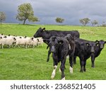 Small photo of A group of cows and a group of sheep background, they were standing on the field, a photo was taken on 24th September 2023 in the UK.