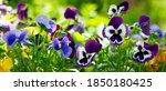  Colorful Pansy Flowers In A...