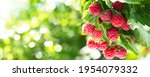 Branch Of Ripe Raspberries In A ...