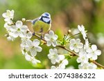 Little bird sitting on branch of blossom cherry tree. The blue tit ( Parus caeruleus). Spring time