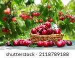 Basket of fresh ripe cherries...