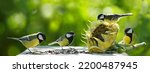 Group Of Little Birds Eating...