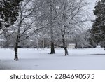 An image of trees with snow