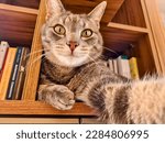 Small photo of Gray cat with green eyes seemingly taking a selfie while lying on a bookshelf