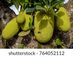 Small photo of Almost ripe jack fruits hanging at a tree near Mbale in Uganda. Jack fruit is the largest, weirdest, stickiest fruit ever. It smells funny, is green and bumpy on the outside