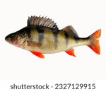 Yellow perch fish on a white...