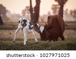 Brown and white calf with his mother cow in a  farm.