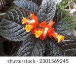 Small photo of Alloplectus is a genus of Neotropical plants in the family Gesneriaceae. A recent revision of the genus includes five species, with the majority of species in the genus as traditionally circumscribed