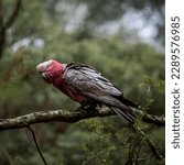 Small photo of Galah on a branch being cranky