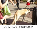Small photo of Frankfort, Illinois USA - September 2, 2023: Spectator walking with his dog at the 55th Frankfort Fall Festival.