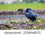 The purple heron (Ardea purpurea) is a wide-ranging species of wading bird in the heron family, Ardeidae. The scientific name comes from Latin ardea "heron", and purpureus, "coloured purple".[2] It br