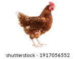 Brown hens isolated on white background, Laying hens farmers concept.