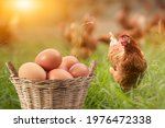 Brown eggs in basket and There was hen standing on side isolated on Grass background, concept Eggs Fresh from farm