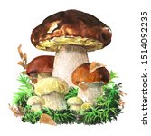 Group Of Forest Edible Boletus...